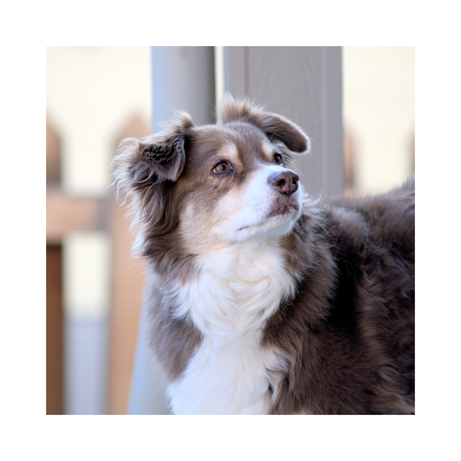 Doggie